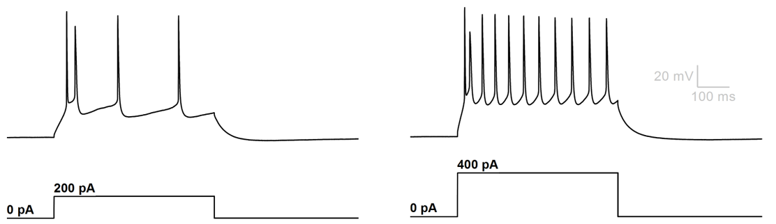 Action Potentials